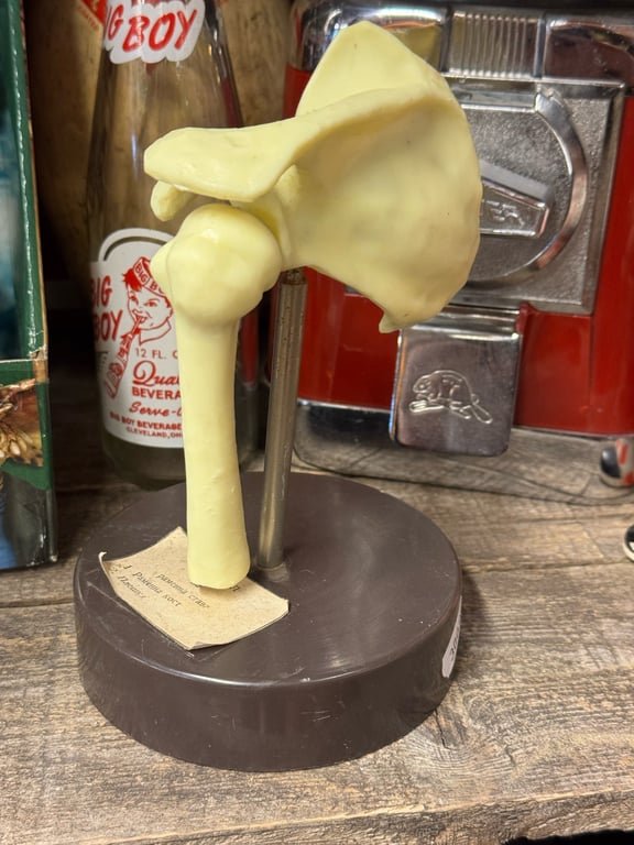 Undervisnings knogle