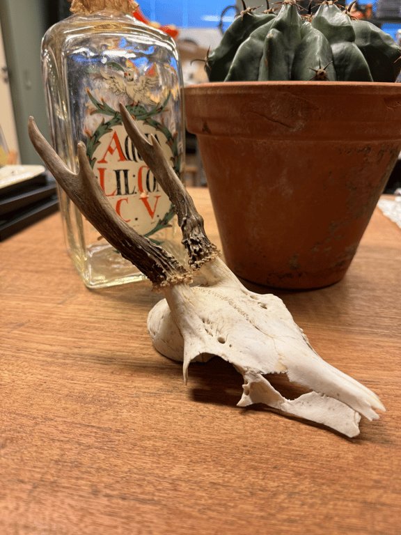 Jagttrofæ