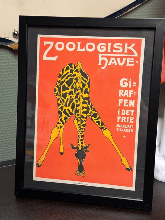 Zoo - Giraf